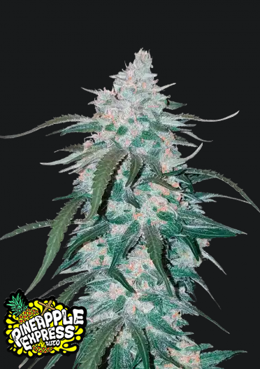 Pineapple Express.png